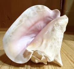 古代桃色法螺貝（ピンク貝）法螺貝 ほら貝 コンク貝笛 - メルカリ