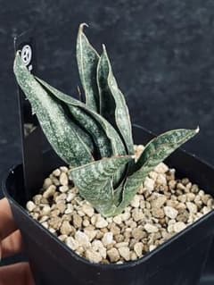 EMP サンスベリア カミナリ / 最後はイメージ SA393 EMP サンスベリア カミナリ / 最後はイメージ SA393 EMP