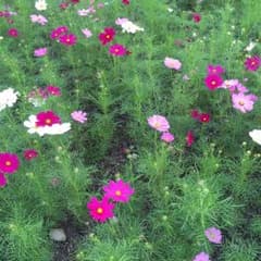 import様 専用 ♡︎のサムネイル