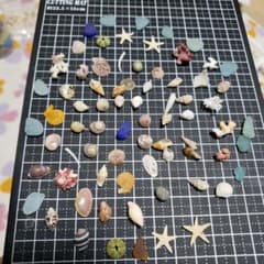 小さな貝殻お試しセットのサムネイル