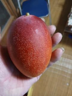 宮崎の太陽をたっぷり浴びて育った完熟マンゴー。2玉（約700g） - メルカリ