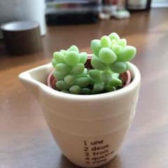 多肉植物 ビア ホップ 乙女心 恋心のサムネイル