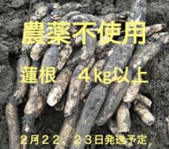 自家栽培農薬不使用　愛知県産れんこん　4㎏以上のサムネイル