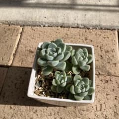 ケッセルリンギアナ　多肉植物　抜き苗　4つのサムネイル
