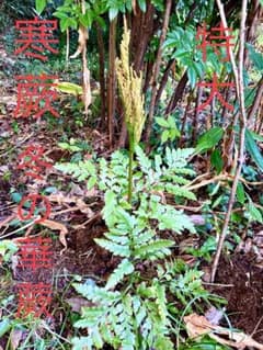 完売 特大【寒蕨/カンワラビ/冬の華蕨/ハナワラビ】山野草/とても