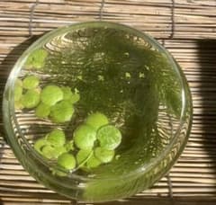 水草【マツモ】浮草【ドワーフアマゾンフロッグピット】おまけ【アオウキクサ】のサムネイル