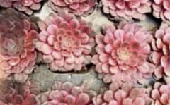 Top【選抜株】多肉植物　25472アエオニウム　コッパーポット　20個　鉢無し アエオニウム 'カッパーケトル' – Surreal Succulents