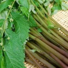 ☆天然　山奥で育った無農薬　みず１キロ☆のサムネイル