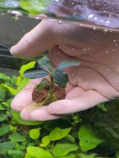 ブセファランドラspティア　溶岩石付き　1株のサムネイル