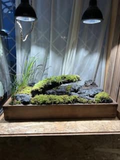室内ビオトープ　レイアウト品 室内ビオトープ テラリウム レイアウト品 - メルカリ