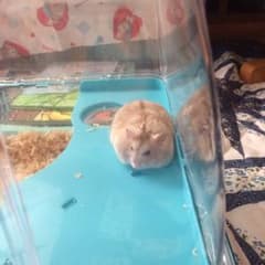 ことぶきさま 専用のサムネイル