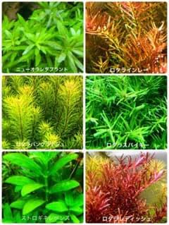 ★オススメ水草６種セット５０本★育成容易で綺麗な水中葉のサムネイル
