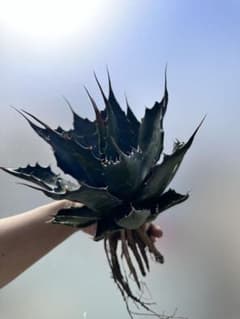 寒冷地国内実生　アガベ　モンタナ　低重心　トランカータ3 寒冷地国内実生 アガベ モンタナ 低重心 トランカータ3 - メルカリ
