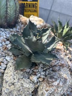 テマカプリネンシス 超選抜 超短葉美株 半額中3日間限定 テマカプリネンシス 超選抜 超短葉美株 半額中3日間限定 - メルカリ