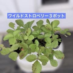 ワイルドストロベリー３ポット５〜７苗　無農薬のサムネイル