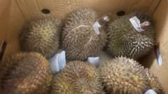 ドリアン 訳あり品 訳あり品 5kg 佐川冷蔵発送 - メルカリ
