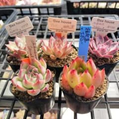 Beehouse苗　サボテン相談室　おらいさん苗　特価セットのサムネイル