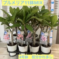 プルメリア訳あり11鉢 4号鉢ラベル紛失一つ有り　輸送中の葉痛み予想されます プルメリア訳あり11鉢 4号鉢ラベル紛失一つ有り 輸送中の