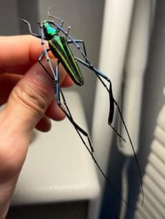 40mm】アオカミキリの仲間 Chloridolum klaesii？ 標本 - メルカリ