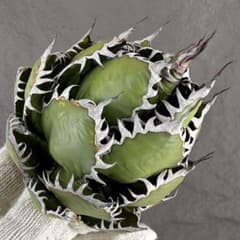 激レア高級品種 アガベ　ホリダ horrida 極上強棘 狂刺 極上株　⑥ アガベ ホリダ “horrida” 】極上強棘/狂刺/激レア/X-10 - メルカリ