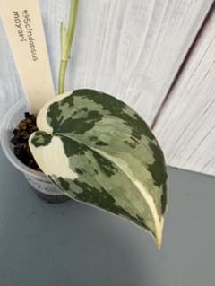 Scindapsus mayori ②のサムネイル