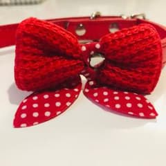 わんちゃん ☆ ねこちゃん用 首輪＊お値下げしました＊のサムネイル