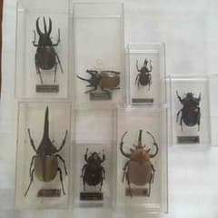らず様専用のサムネイル