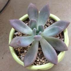 多肉植物，オパリナのサムネイル