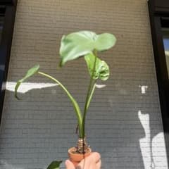 クワズイモ大株 抜き苗 約50cm弱 - メルカリ
