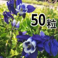 ミヤマオダマキ 深山苧環 北海道 花の種 50粒 - メルカリ