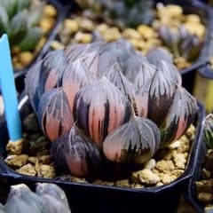 ハオルチア 漆黒オブツーサ錦 極上斑 ハオルチア 漆黒オブツーサ錦 極上斑 赤斑 - メルカリ