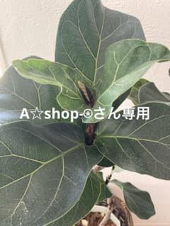 A☆shop-⍟さん専用ページのサムネイル