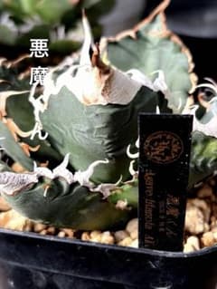 アガベ　悪魔　BAKEMONO 本物　台湾極上血統初根済み　LED管理 タグ付き アガベ 悪魔 BAKEMONO 本物 台湾極上血統初根済み LED管理 タグ付き