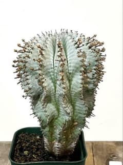 中株】関上ホリダ ゼブラホリダ 白衣ホリダ ユーフォルビア horrida