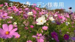 スキップガーデン様専用のサムネイル