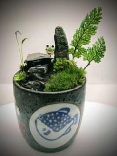 苔テラリウムのサムネイル
