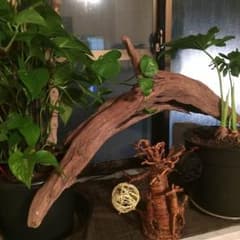 激レア流木のサムネイル