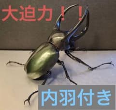【大人気】コーカサスオオカブト　人気商品　いきもの大図鑑　メンズ　ガチャのサムネイル