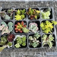 多肉植物 カット苗 セット♡のサムネイル