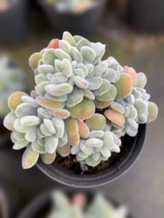 Top【選抜株】多肉植物　25583レッドベルベット　54個　鉢無し/脱土 Top【選抜株】多肉植物 25583レッドベルベット 54個 鉢無し/脱土
