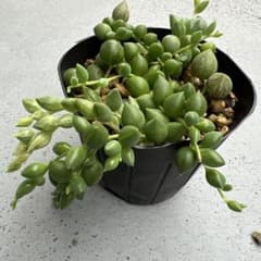 エンジェルティアーズ 多肉植物 カット苗 多肉植物 エンジェルティアーズ錦 抜き苗 - メルカリ