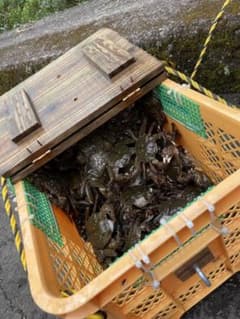 活きモクズガニ 鮮度抜群のサムネイル