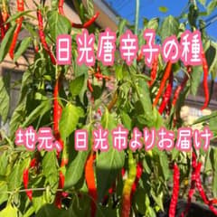 日光唐辛子の種　50粒のサムネイル
