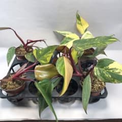 MS120 5株セットフィロデンドロン ストロベリー シェイク - メルカリ