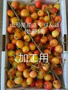 山形県産さくらんぼ (佐藤錦) 加工用のサムネイル