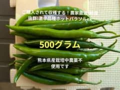 ご購入されて収穫する！農家直送!鮮度抜群!激辛品種ホットパラソル
