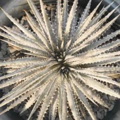 Dyckia hebdingii（Lageado Roxo Arroio ,,)のサムネイル