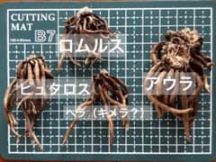 ラナンキュラス　ラックス　アウラ　ロムルス　ピュタロス　ヘラ（キメラ？）　4種のサムネイル