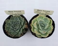 多肉植物　エケベリア　Beehouse  2個セットのサムネイル