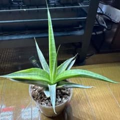Sansevieria スノーホワイトのサムネイル